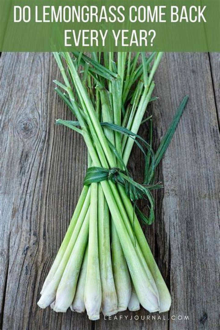 Will lemongrass come back?